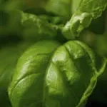 Bio Natural Solutions (BIONS) company logo