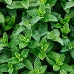 Mint Source company logo