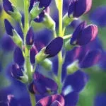 Indigo Style company logo