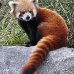 panda chemical company logo